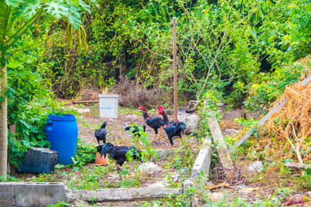 in the farmの写真素材