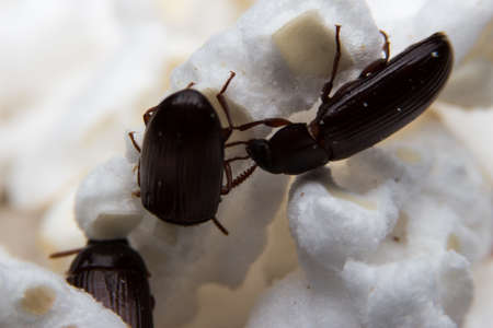 Closeup shot of a Black Forest dung beetle