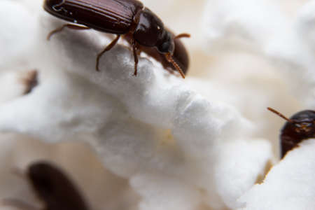 Closeup shot of a Black Forest dung beetleの写真素材