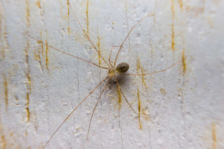 Brown Spider on The Wallの写真素材