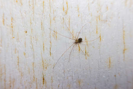 Brown Spider on The Wallの写真素材