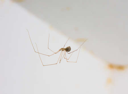 Brown Spider on The Wallの写真素材