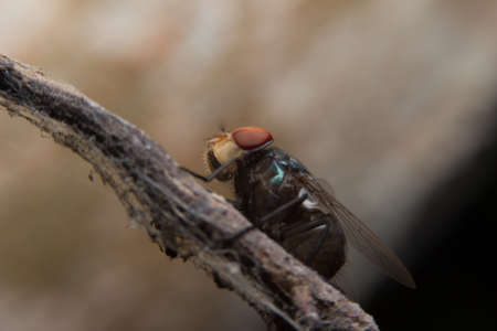 Black fly on brown branchの写真素材
