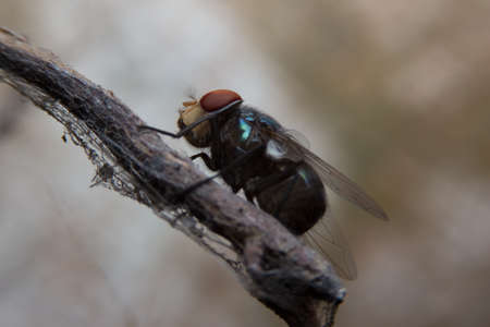Black fly on brown branchの写真素材