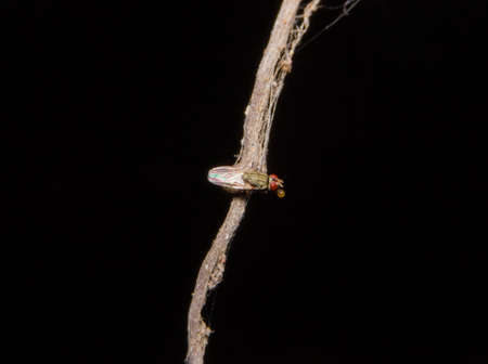 Black fly on brown branchの写真素材