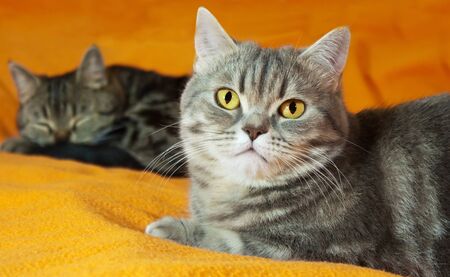 Two  cats on orange backgroundの写真素材