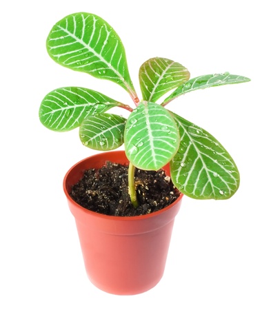 A small palm in a pot, isolated on white backgroundの写真素材