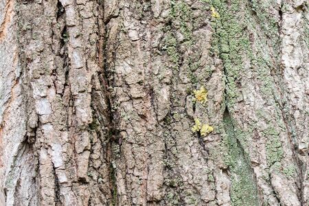 Wooden structure from a bark at natural illumination