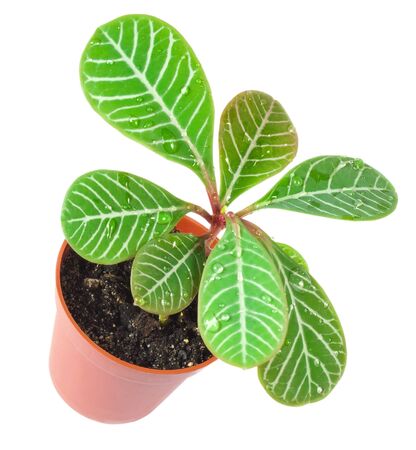 A small spurge in a pot, isolated on white backgroundの写真素材