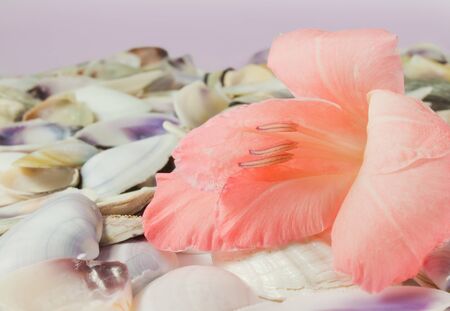Seashells and pink gladiolus flower - beautiful backgroundの写真素材