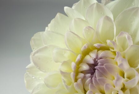 beautiful white dahlia flower, closeupの写真素材