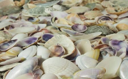 Seashells background