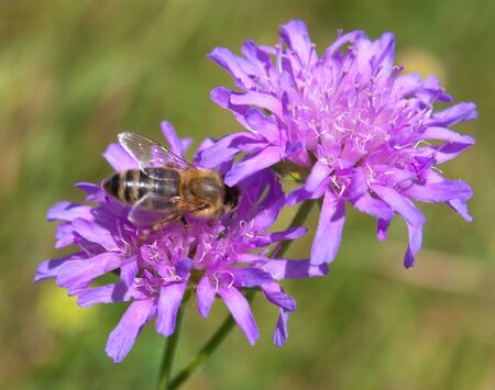 Image of two beautiful violet flowers and beeの写真素材