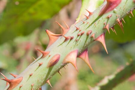 Close up of thorns on rose branchの写真素材