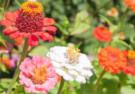 many colorful flowers in gardenの写真素材