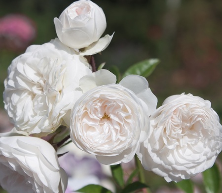 bush of white roses close upの写真素材
