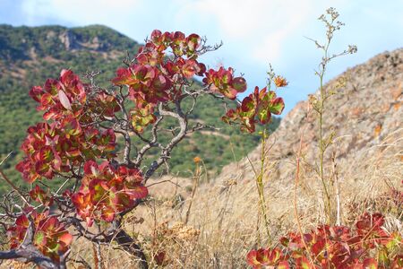 An image of a lone red autumn tree on a Karadag mountain, National park, Crimea, Ukraineの写真素材