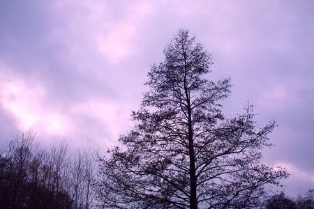 Leafless winter tree against purple cloudy sky backgroundの写真素材