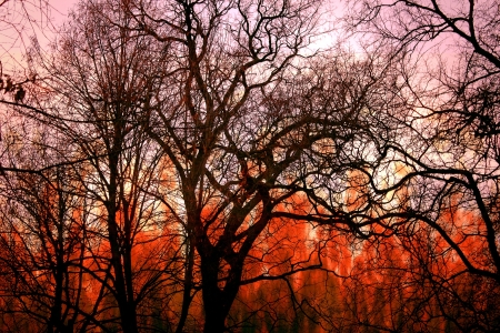 A bushfire burning in forestの写真素材