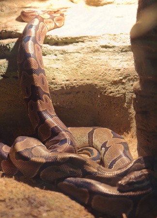 Snake in a terrarium in the Kyiv Zoo, Ukraineのeditorial素材