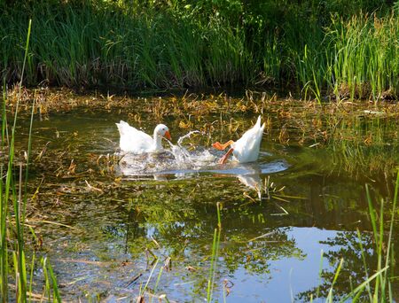 Two white geese splashing at the lakeの写真素材