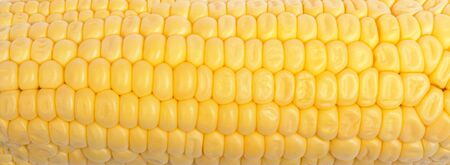 close up of freshly harvested corn background