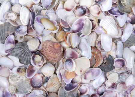 Tropical background with a beautiful sea shellsの写真素材