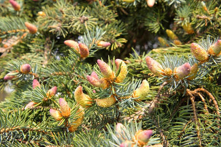 green prickly branches of a fur-tree or pine tree
