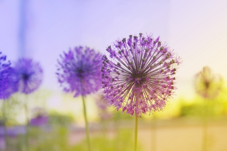 Beautiful Onion (Allium Giganteum) blooming in a gardenの写真素材