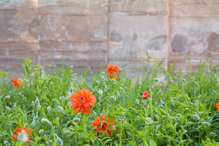 Red poppies and small buds on green field against old wall