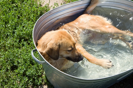 Dog in a small pool tired of the summer heat in shelterの写真素材