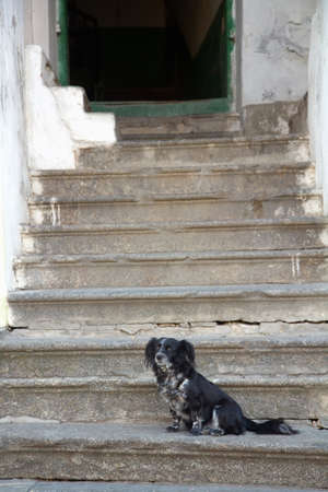 Lonely black Dog sitting on old stepsの写真素材