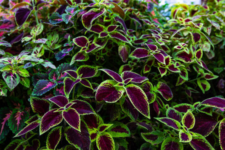 Close up green and red coleus solenostemon hybrida leaves background iin Santa Cruz, Tenerifeの写真素材