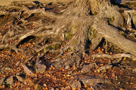 Root