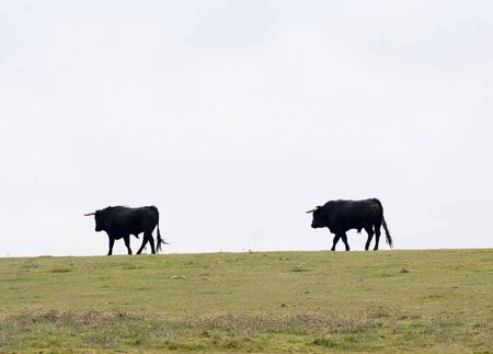 Spanish bulls (toros bravos) in Salamanca province, Castilla y Leon, central Spain.  Famous from the traditional Spanish bullfights.の写真素材
