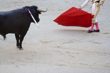 Bull facing a torero (or matador) in the bullring.の写真素材