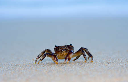 Closeup of a sand crab on a deserted beach.  Shallow depth of field.