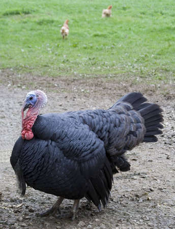 Side view of a black turkey on a farm.の写真素材