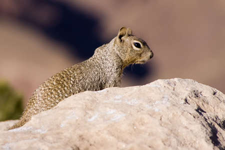 Rock squirrel in its natural habitat in the southwestern United Statesの写真素材