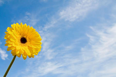 Summer beauty with yellow daisy over blue skyの写真素材