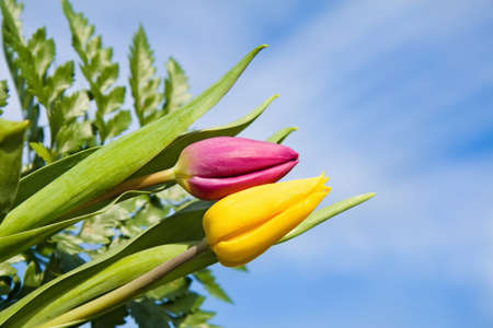 Purple and yellow tulips over clear blue sky. With copy space. の写真素材