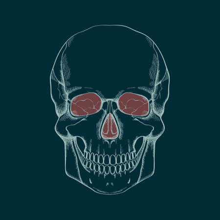 Vector illustration of human skullのイラスト素材