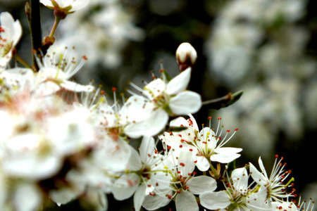 Blackthorn tree blossom