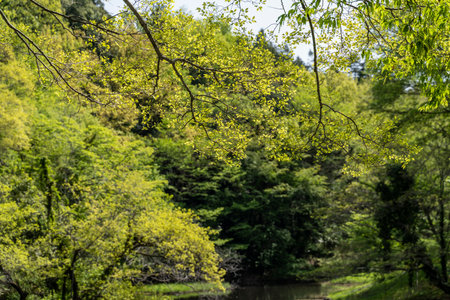 Landscape of a pond surrounded by forestの写真素材