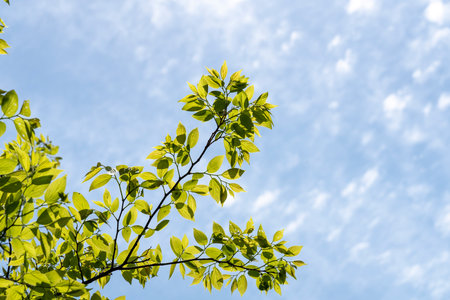 Blue sky and fresh green landscapeの写真素材