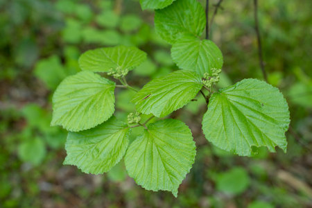 Fresh green in the forest Viburnum leavesの写真素材