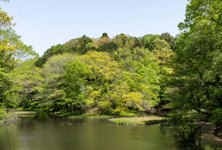 Landscape of a pond surrounded by forestの写真素材