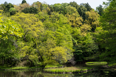 Landscape of a pond surrounded by forestの写真素材
