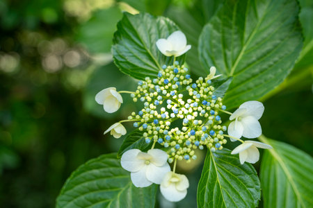 Blossomed hydrangea flowersの写真素材