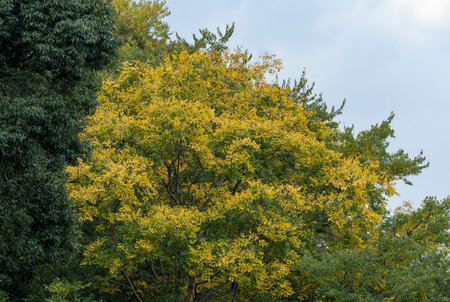 Yellow foliage landscape in the park